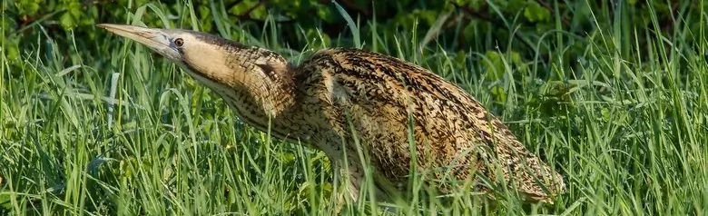 Roerdomp. Hier in dichte vegetatie. Middelgrote reiger met in de lengte gestreept, goudbruin verenkleed.