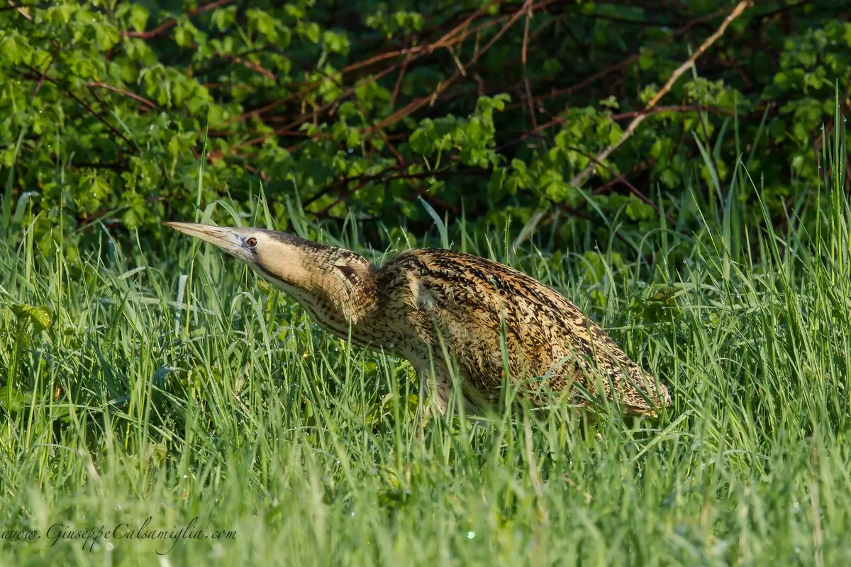 Roerdomp. Hier in dichte vegetatie. Middelgrote reiger met in de lengte gestreept, goudbruin verenkleed.