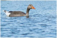 Grauwe gans
