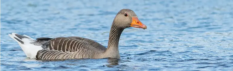 Een grauwe gans foerageert in het water. Het water weerkaatst op de veren van de gans.