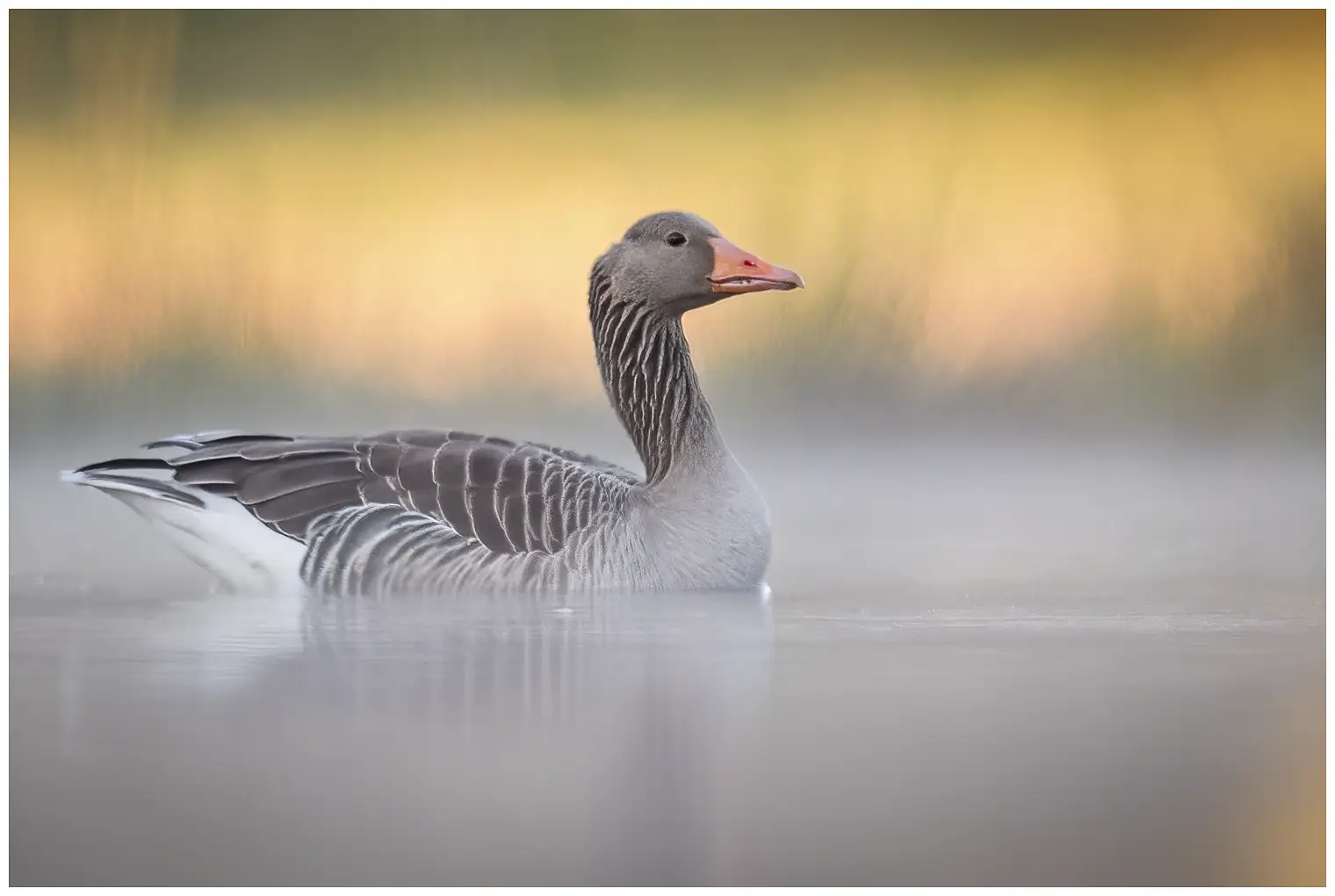 Grauwe gans