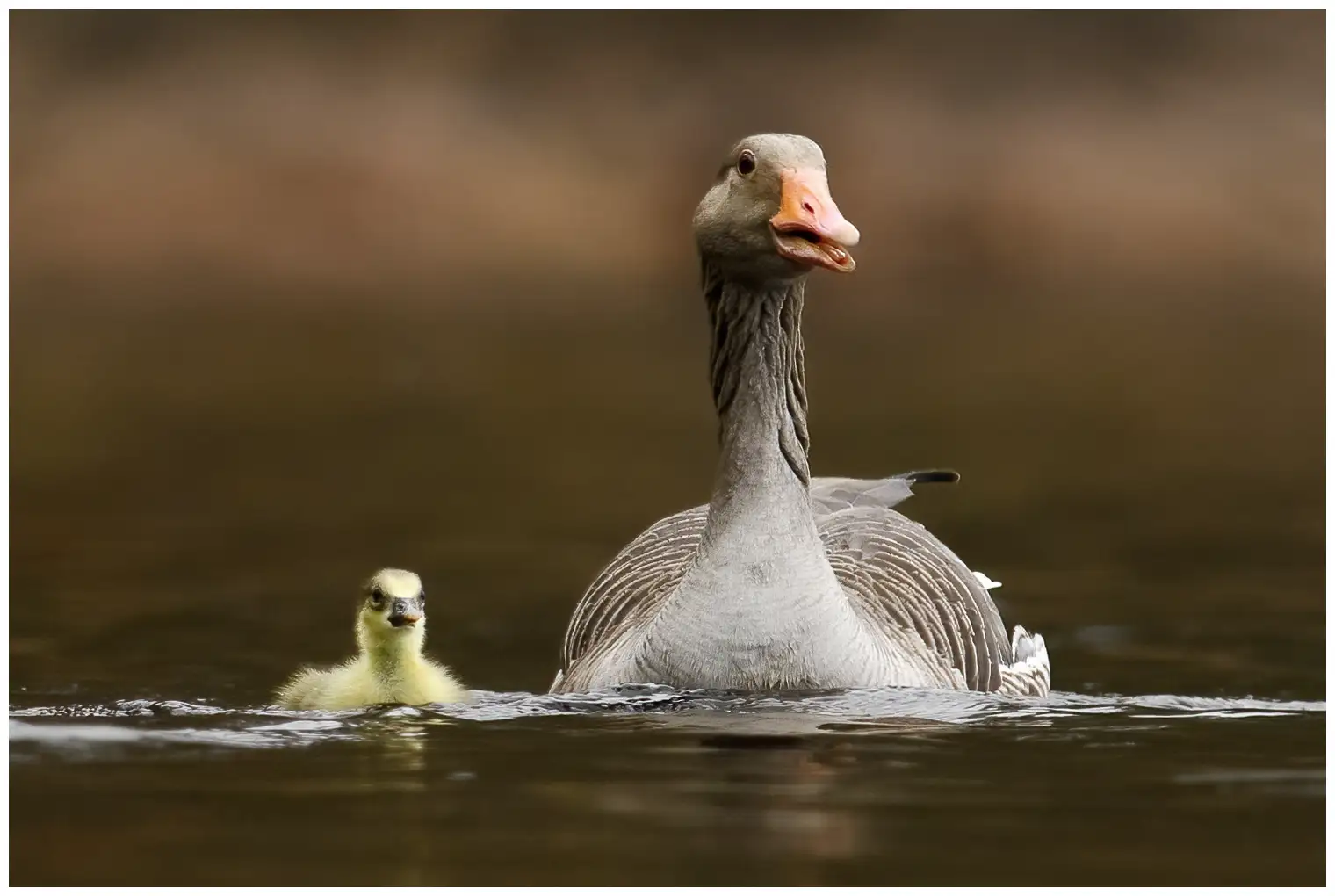 Grauwe gans