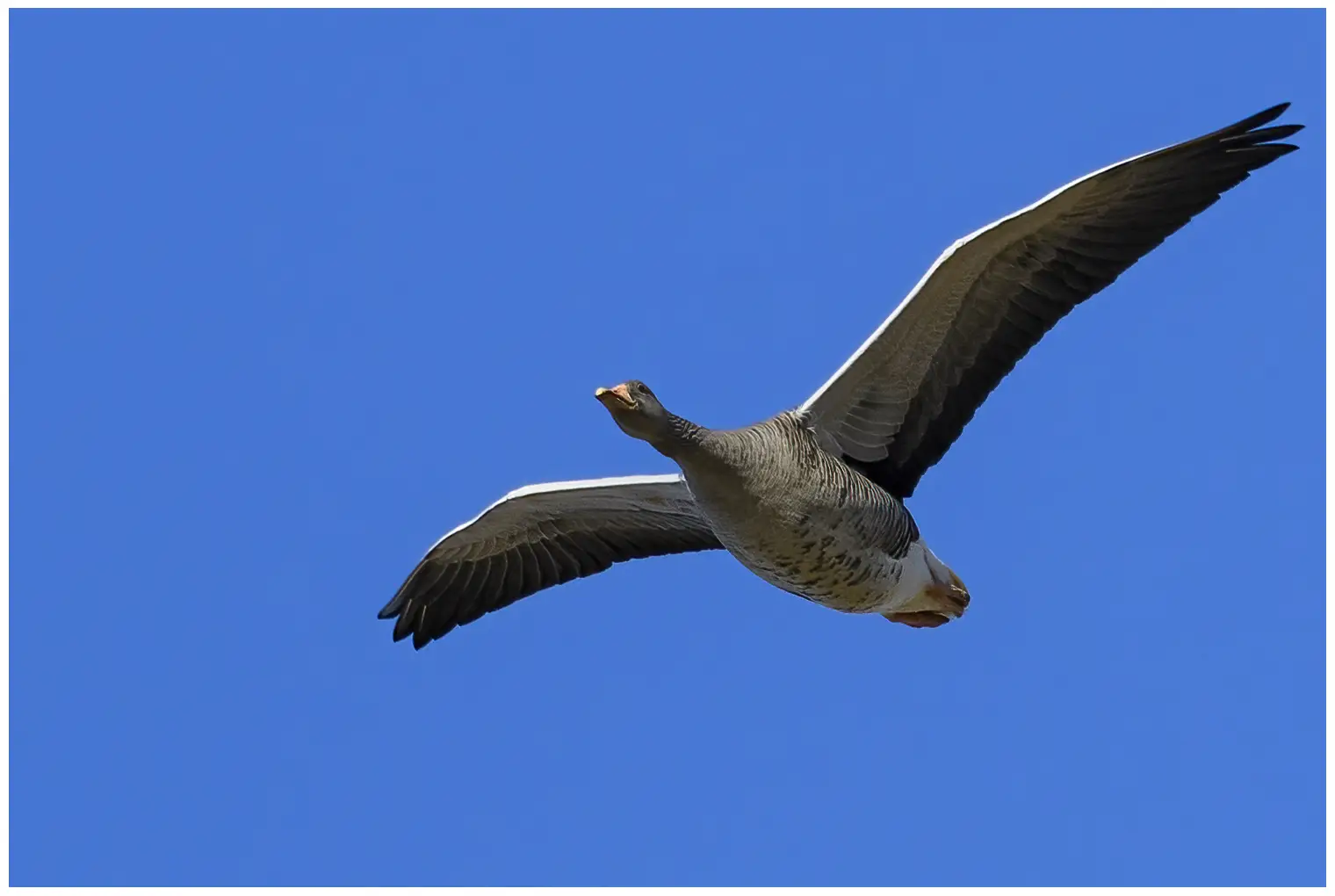 Grauwe gans