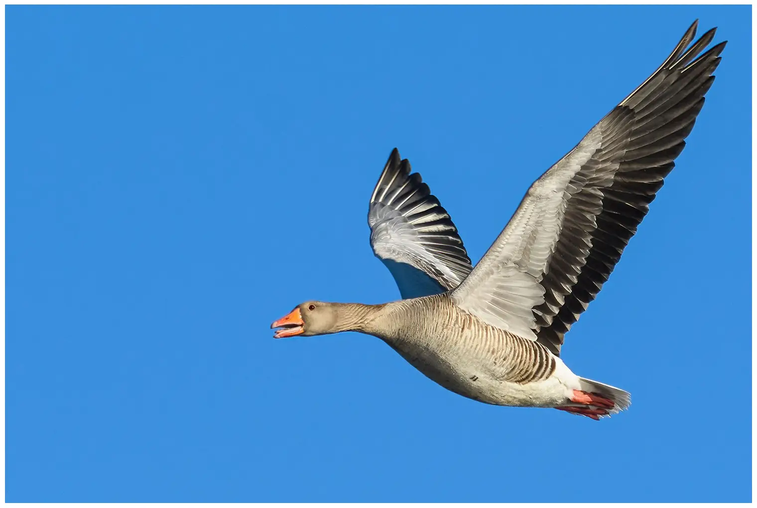Grauwe gans