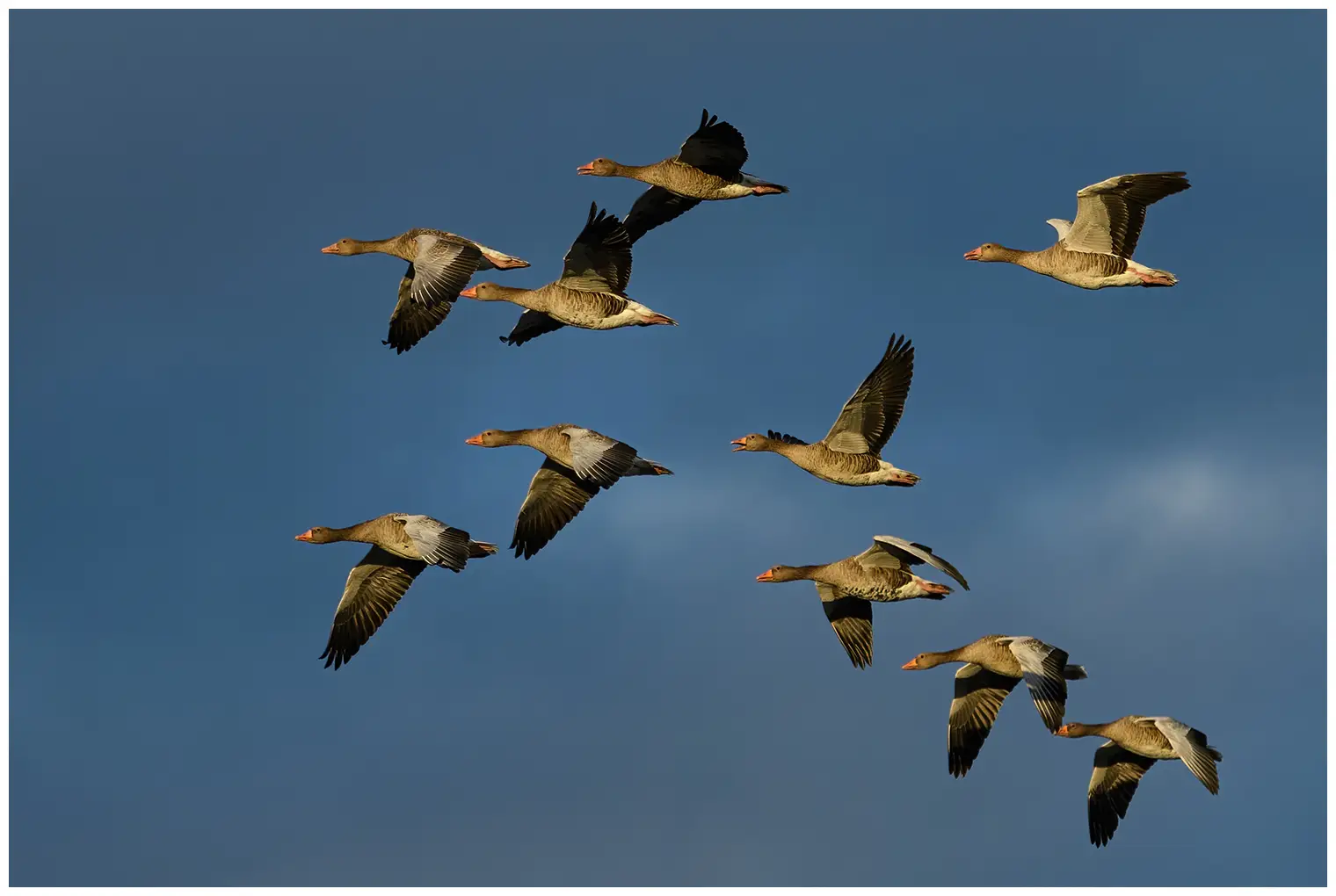 Grauwe gans