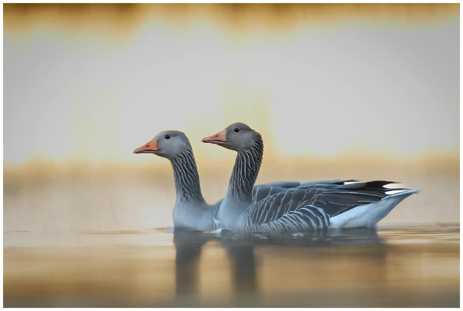 Grauwe gans