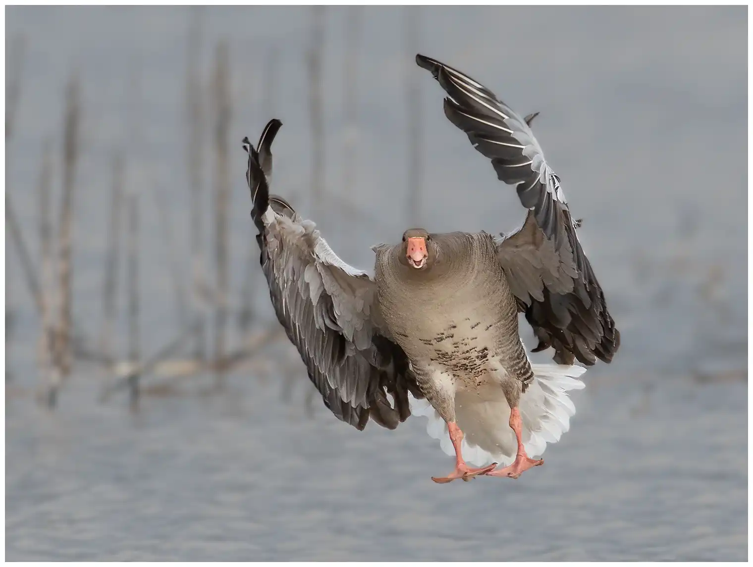 Grauwe gans