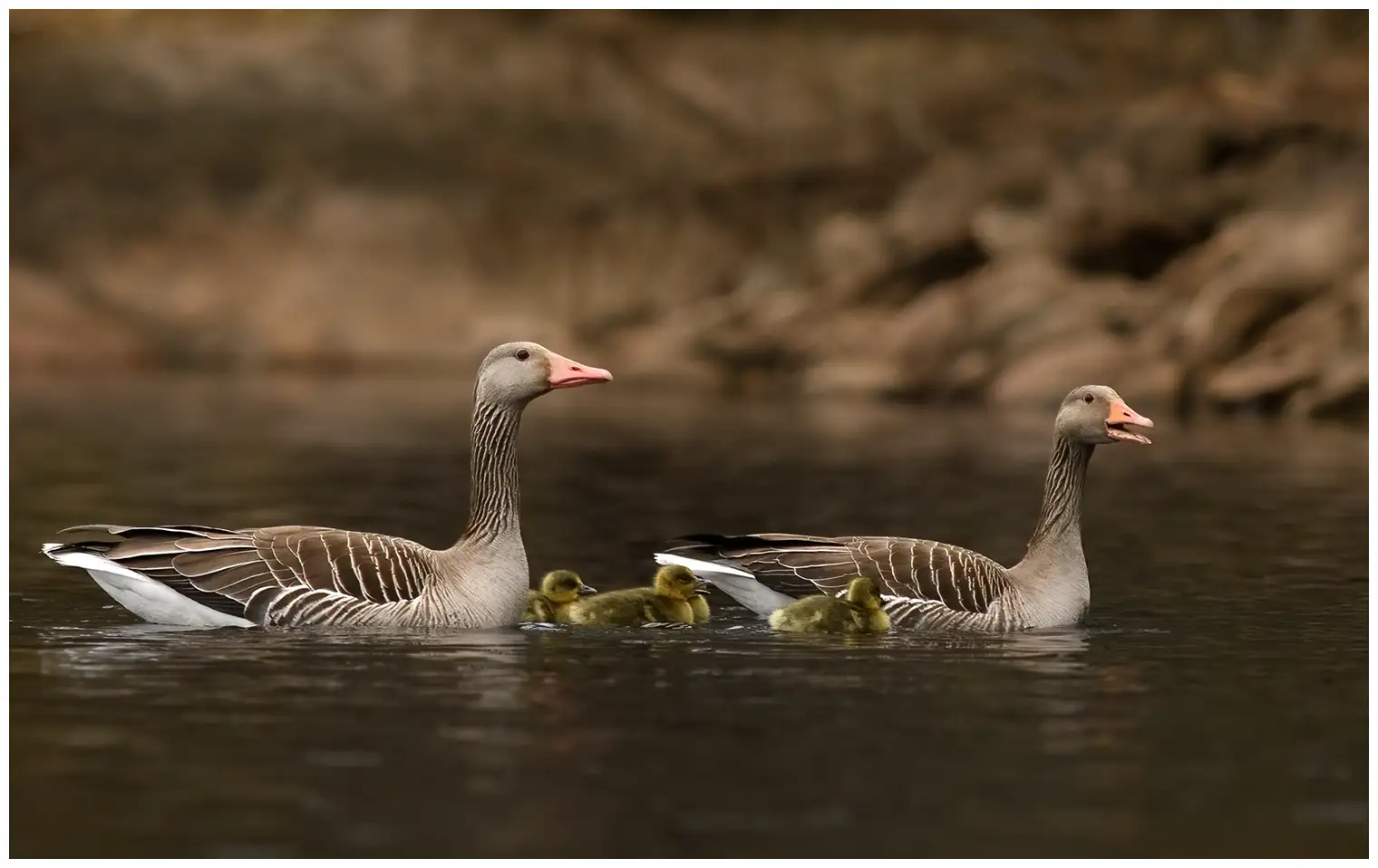 Grauwe gans