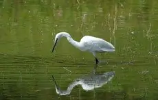 Kleine Zilverreiger