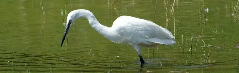 Kleine Zilverreiger. Op zoek naar vis in ondiep water. Witte vogel met lange poten en een lange snavel. Zwarte poten maar gele voeten.