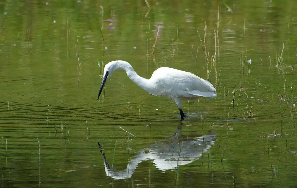 Kleine Zilverreiger. Op zoek naar vis in ondiep water. Witte vogel met lange poten en een lange snavel. Zwarte poten maar gele voeten.