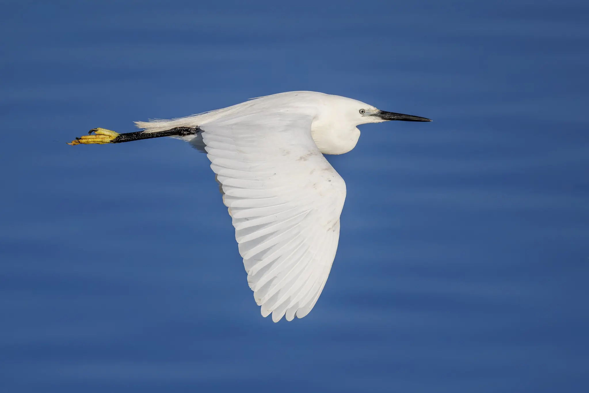 Kleine Zilverreiger