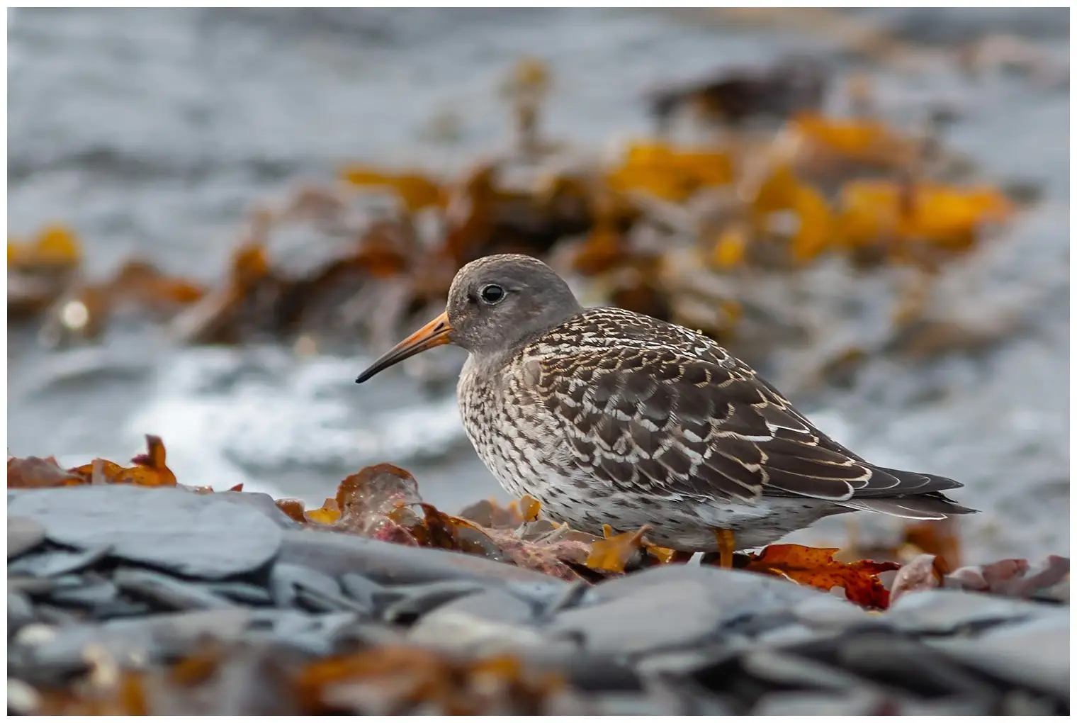 Paarse Strandloper