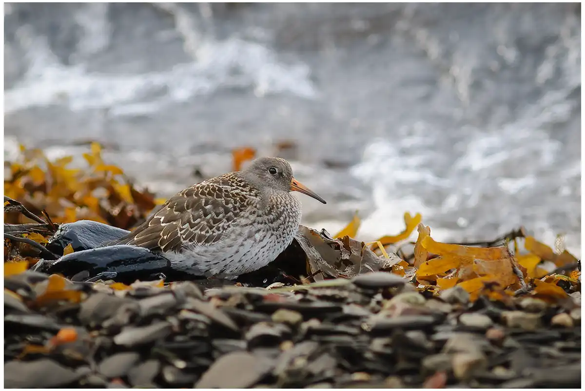 Paarse Strandloper