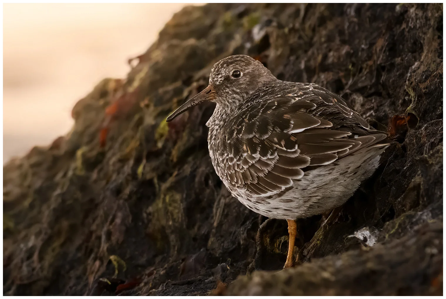 Paarse Strandloper