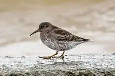 Paarse Strandloper