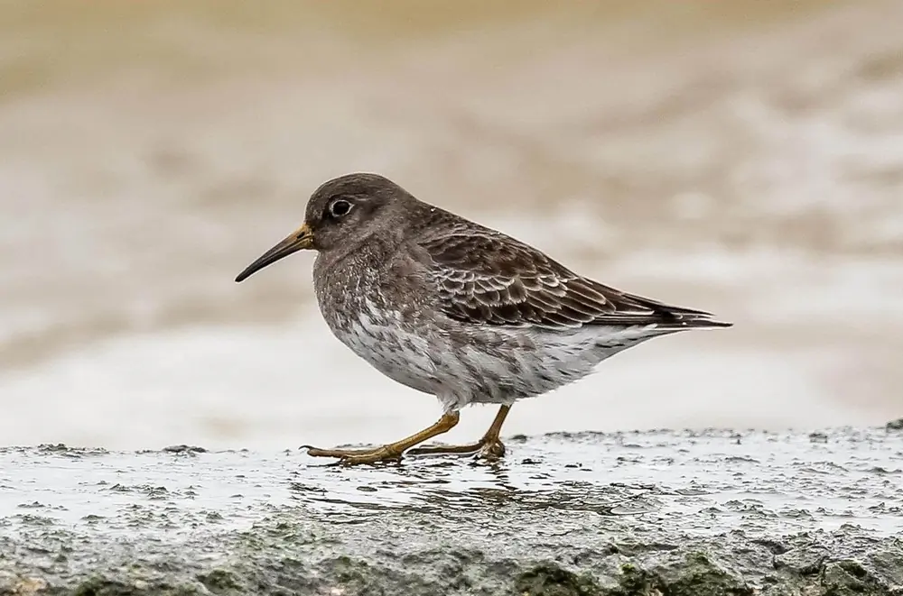 Paarse Strandloper
