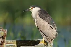 Kwak