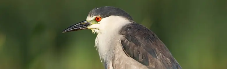 Kwak. De enige reiger in Europa waarvan de volwassen vogel rode ogen heeft. De snavel is sterk en relatief kort voor een reiger.