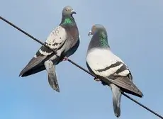 Rotsduif