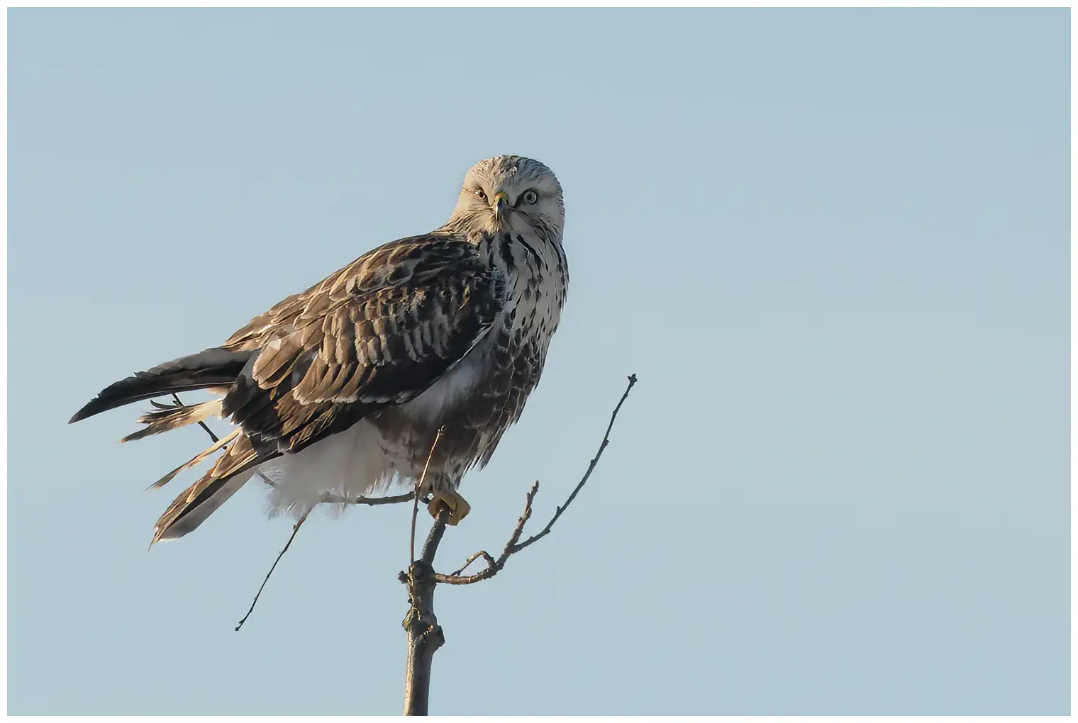 Ruigpootbuizerd