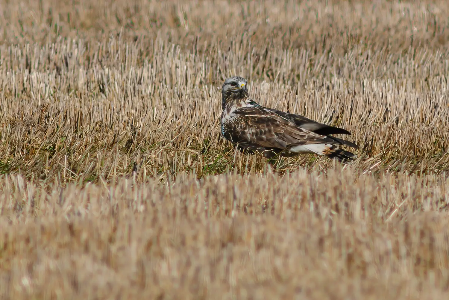 Ruigpootbuizerd