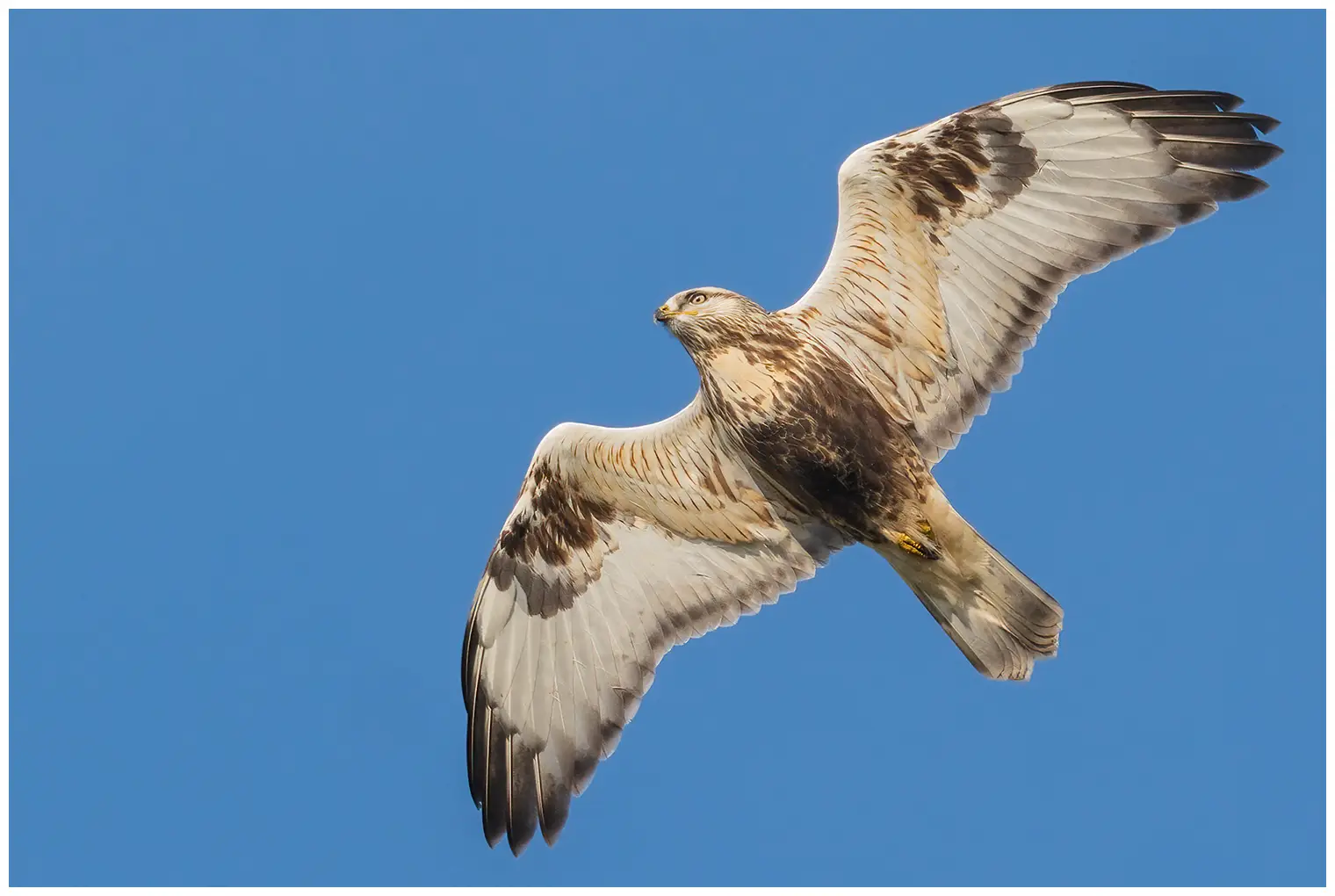 Ruigpootbuizerd