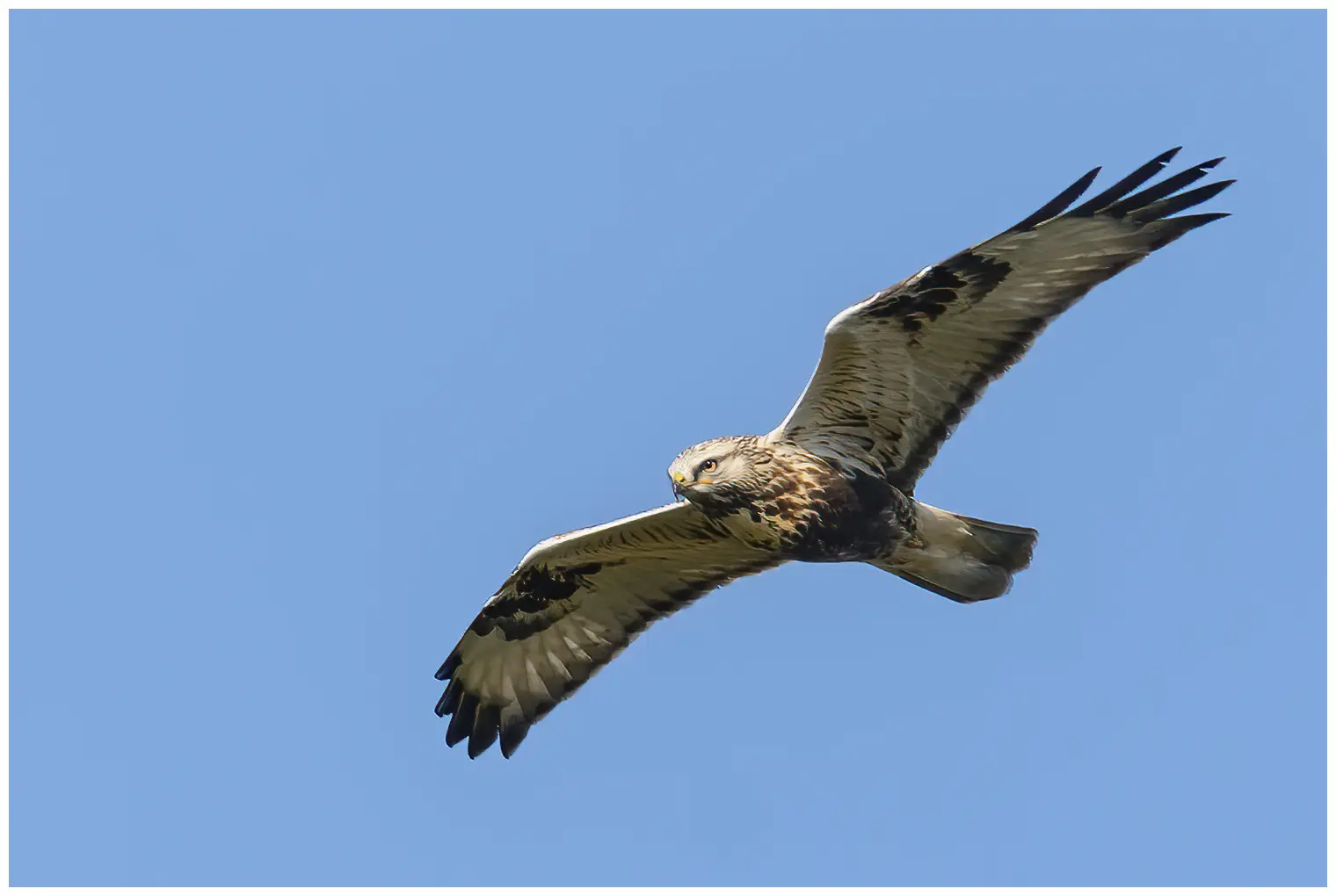 Ruigpootbuizerd