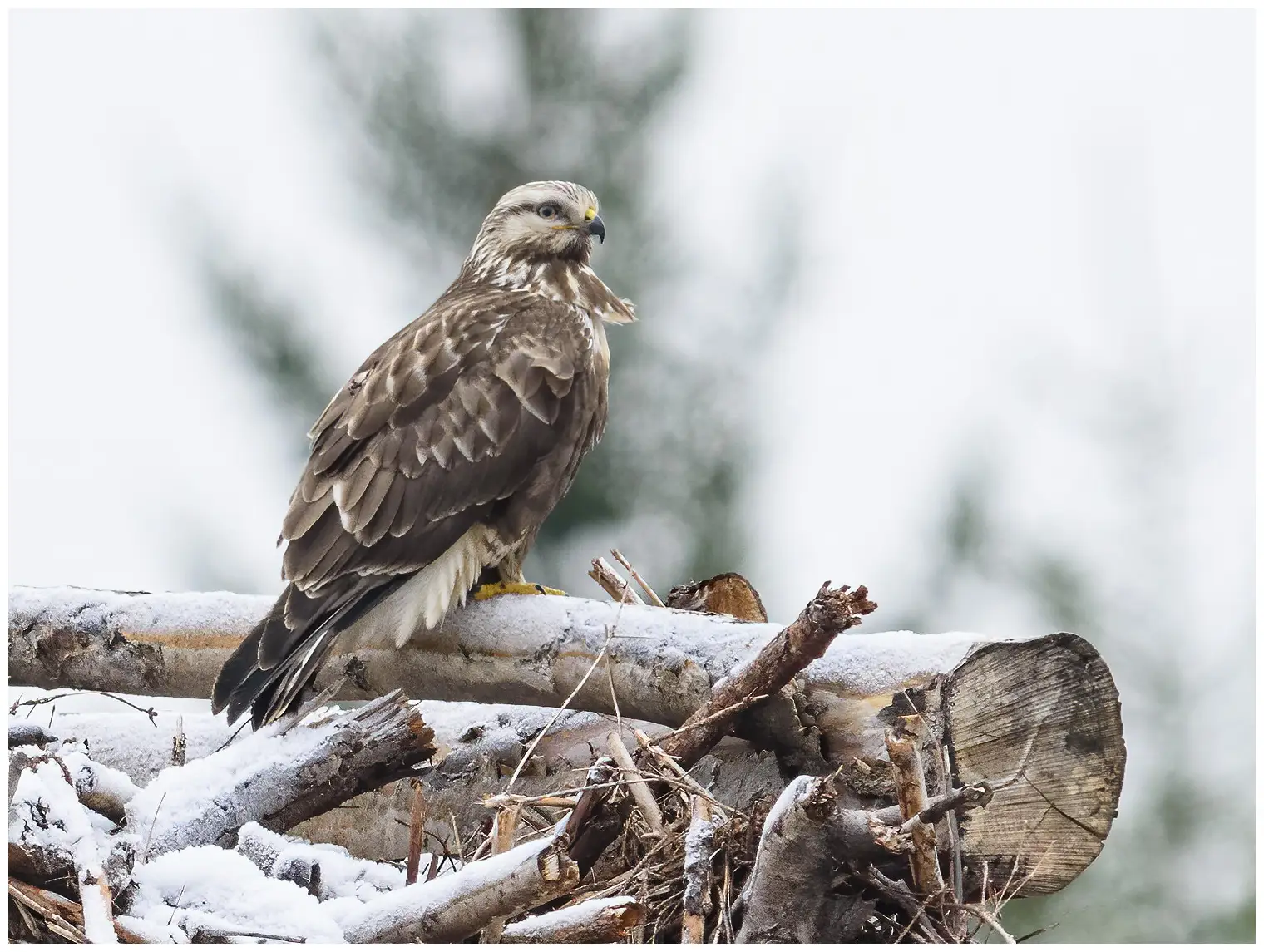 Ruigpootbuizerd