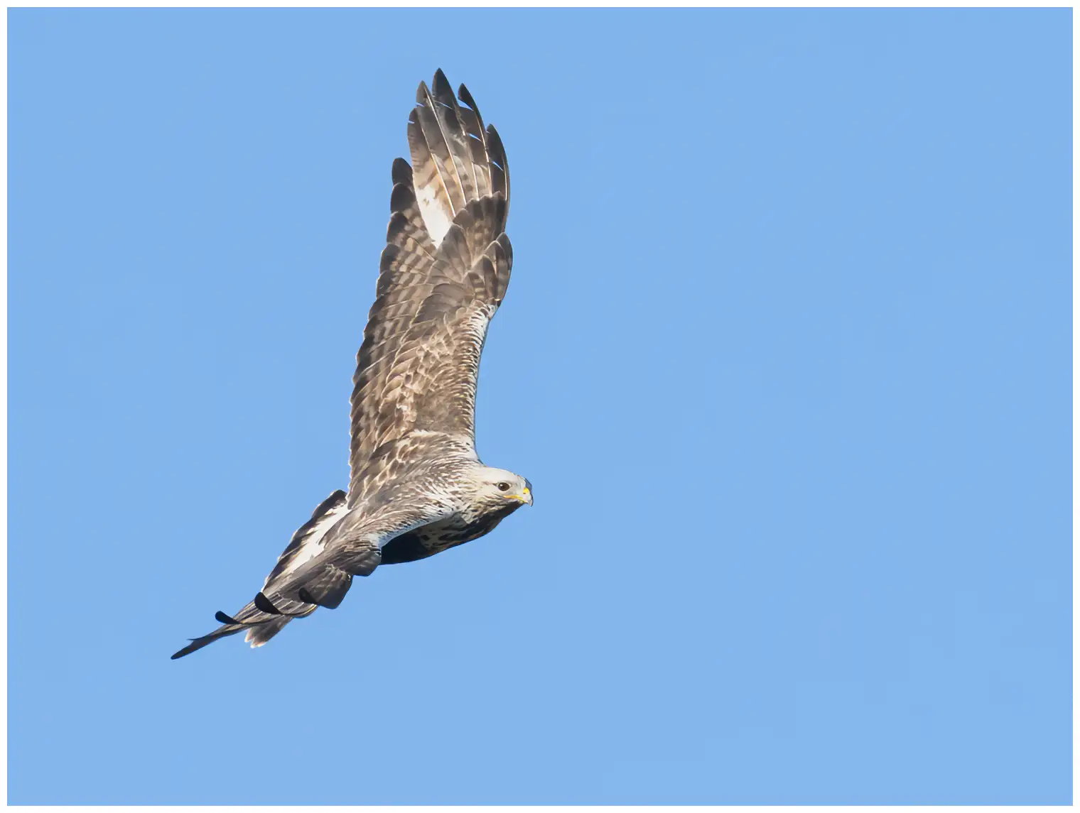 Ruigpootbuizerd