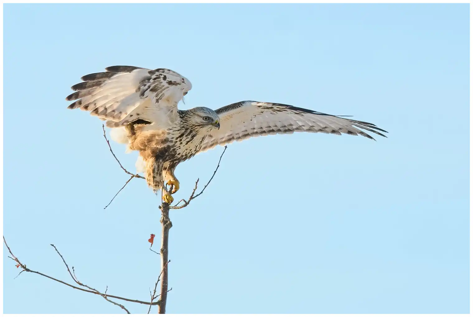 Ruigpootbuizerd