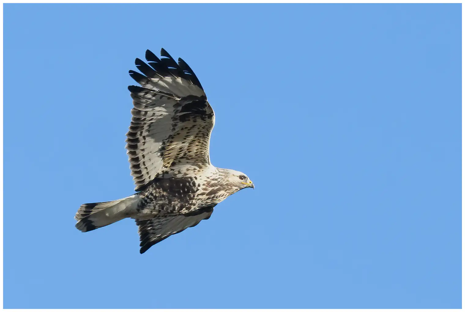Ruigpootbuizerd