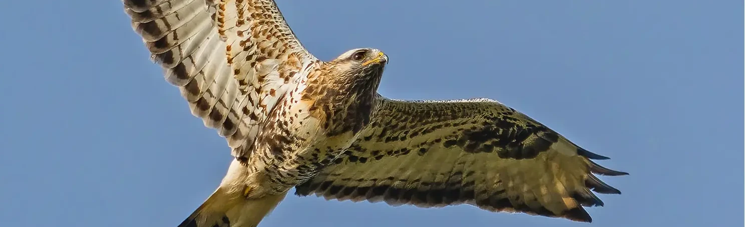 Ruigpootbuizerd. Gezien vanaf de onderkant omhoog naar de lucht. ysere Licht verenkleed. De vogel heeft een witte staart met een donkere sleeprand.