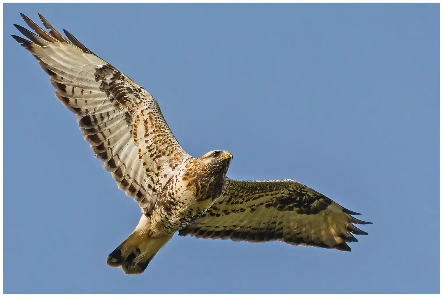 Ruigpootbuizerd. Gezien vanaf de onderkant omhoog naar de lucht. ysere Licht verenkleed. De vogel heeft een witte staart met een donkere sleeprand.