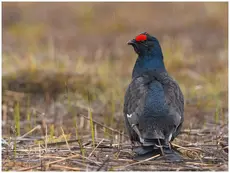 Korhoen