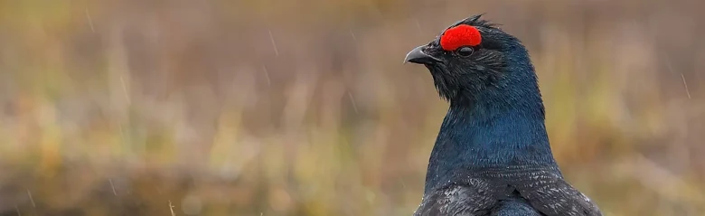 Korhoen. Bijna zwart met blauwachtige veren op de borst. Opvallende rode streep boven het oog.