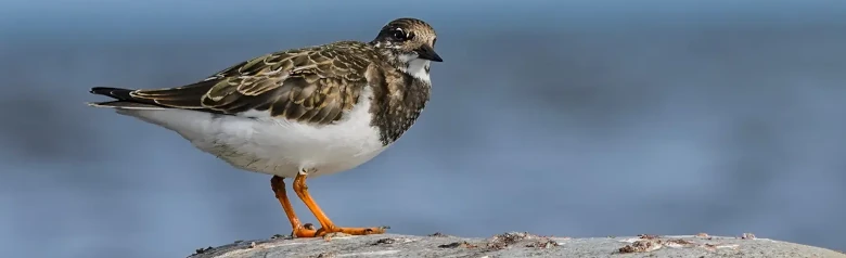 Steenloper