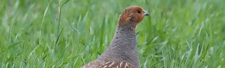 Patrijs. Wandelen in het veld. De bruingestreepte rug camoufleert goed in het gras. Grijze borst met een fijn patroon en de kop is oranjebruin.