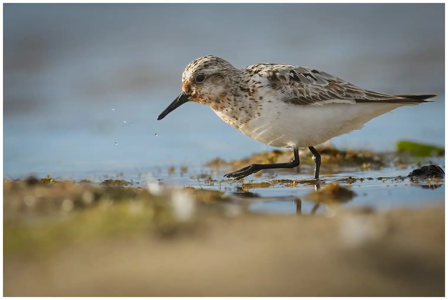 Drieteenstrandloper