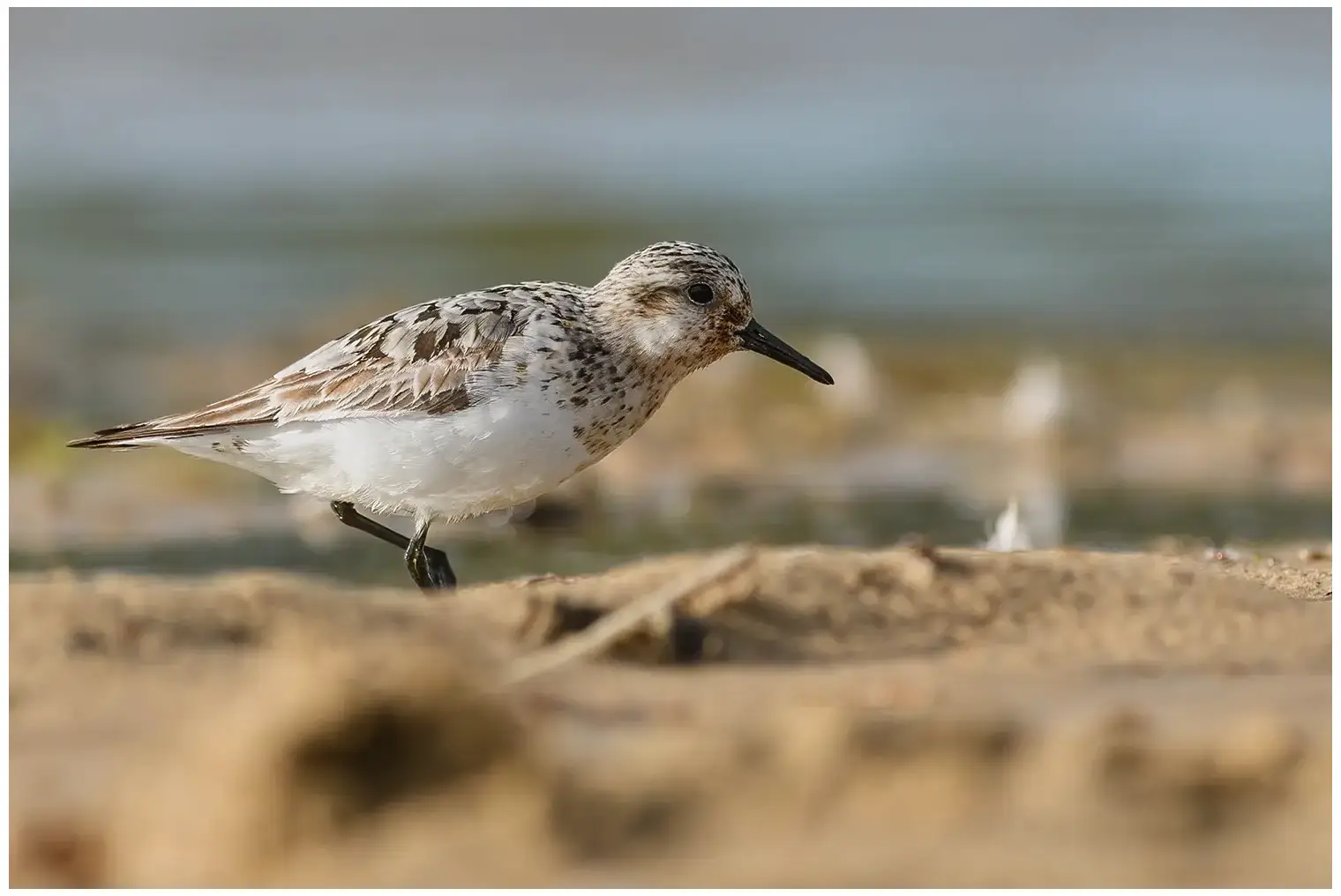Drieteenstrandloper