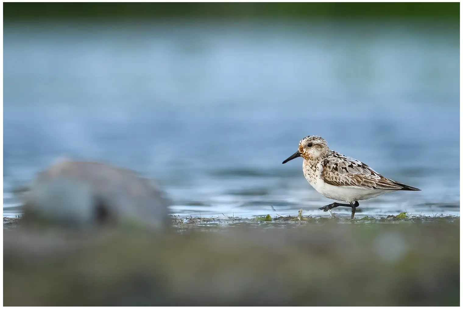 Drieteenstrandloper