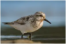 Drieteenstrandloper