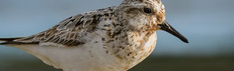 Drieteenstrandloper