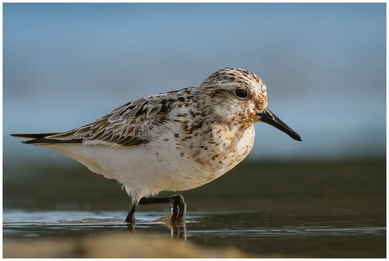 Drieteenstrandloper