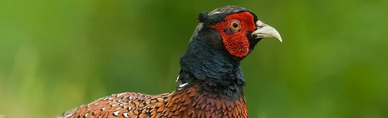 Fazant. De mannelijke fazant is gemakkelijk te herkennen aan zijn glanzende roodbruine verenkleed en rode gezicht.