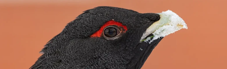 Auerhoen. Hier zie je alleen de zwarte kop, waar de veren boven het oog rood zijn.