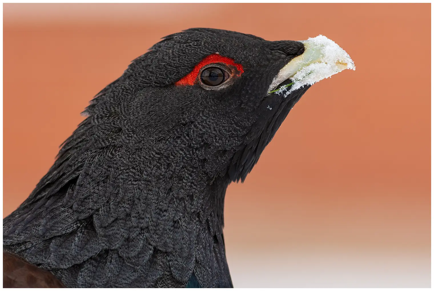 Auerhoen. Hier zie je alleen de zwarte kop, waar de veren boven het oog rood zijn.