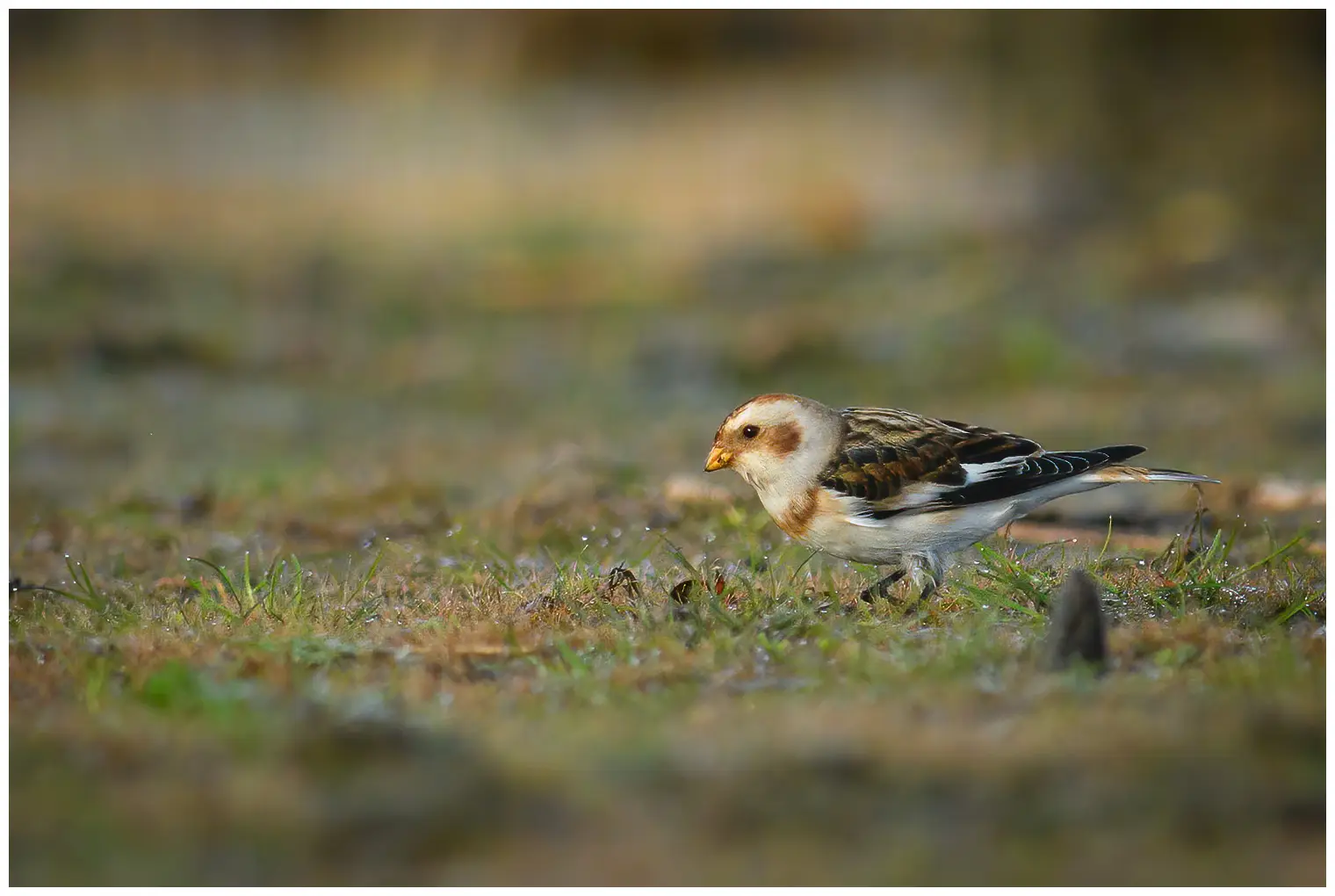 Sneeuwgors