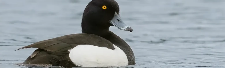 Een Kuifeend kijkt met zijn gele ogen recht in de camera.