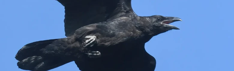 Raaf. Hier vliegend tegen een blauwe hemelachtergrond. Grote vogel met een zeer sterke snavel en wigvormige staart.